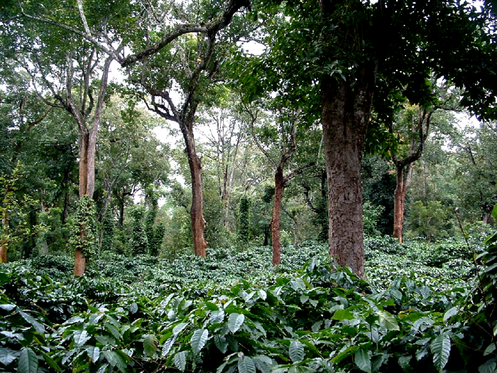 Coffee estate