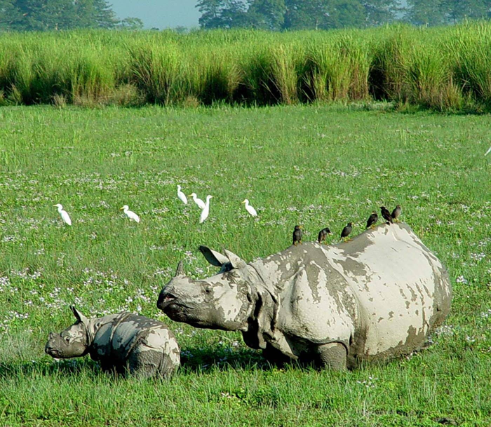 Kaziranga one horned rhinocerous