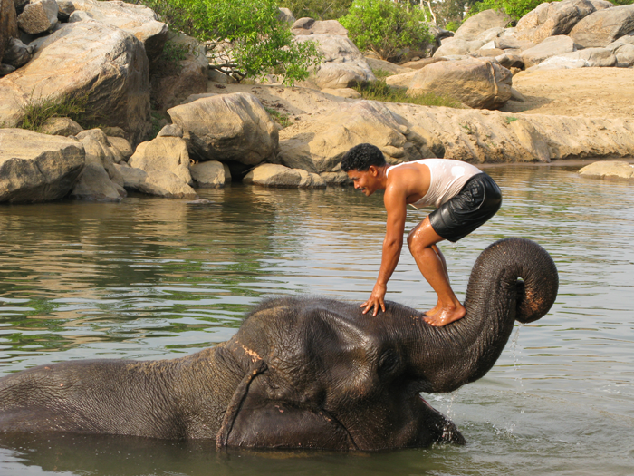 tara elephant