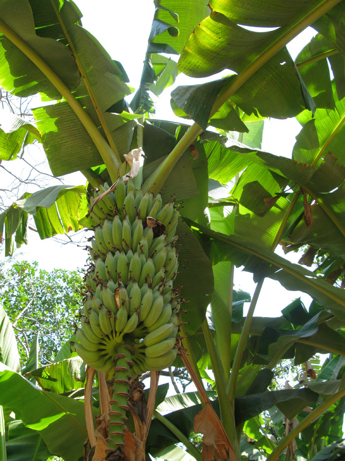 Bananas