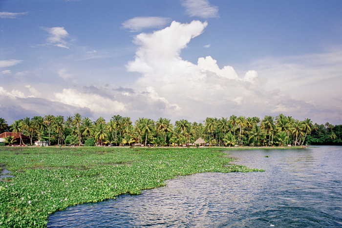 Coconut Lagoon