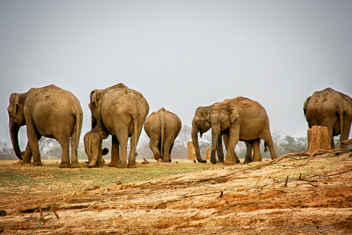 Wildlife - elephants