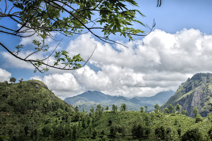 Hill and tea country