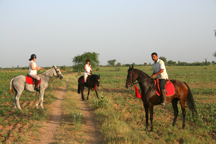 Horses