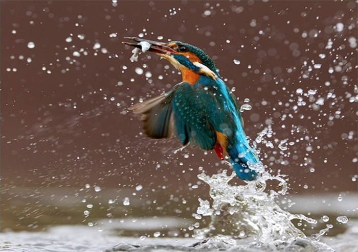 Kingfisher