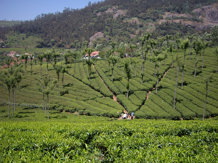 Tea Plantation