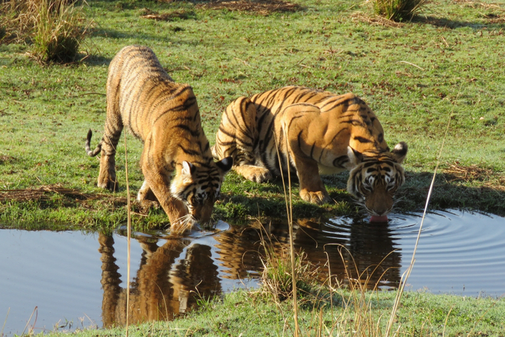 Tigers