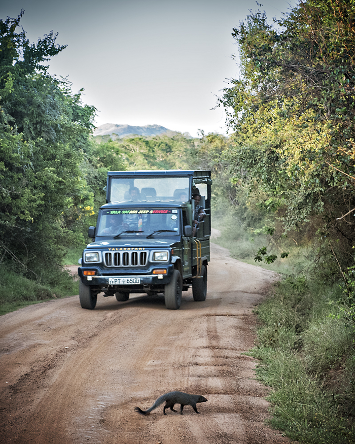 Yala Jeep Safari, Sri Lanka